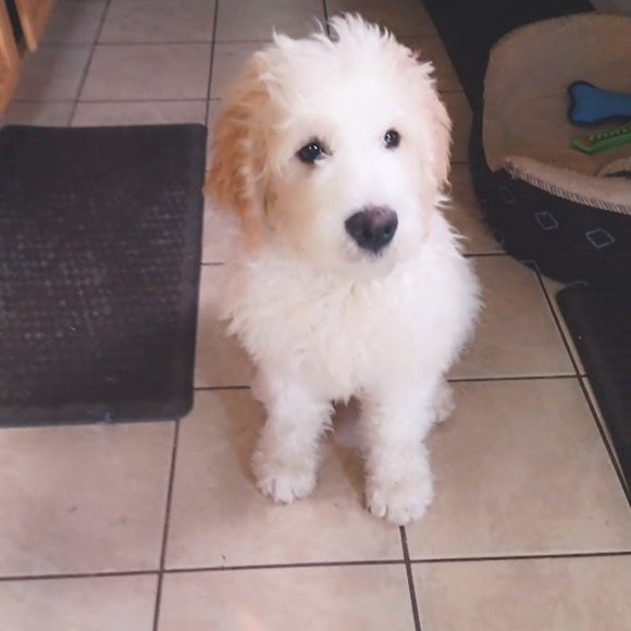 Meet your Posher, Donna - Picture 9 of 16